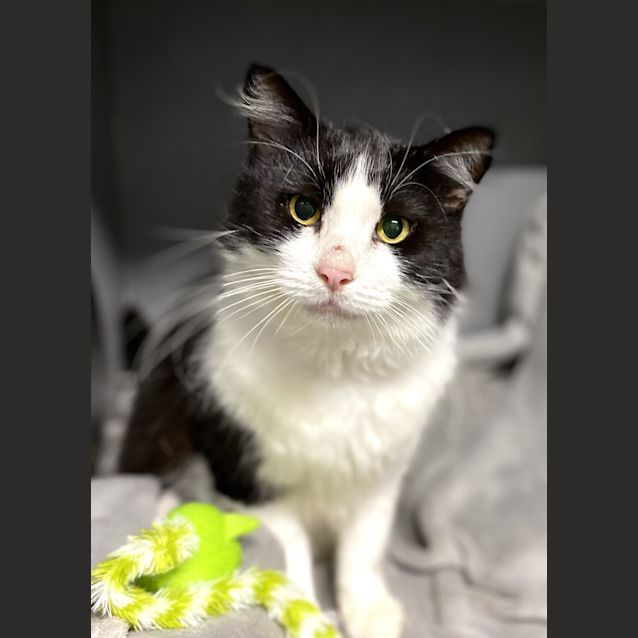 Photo of Fluffington
