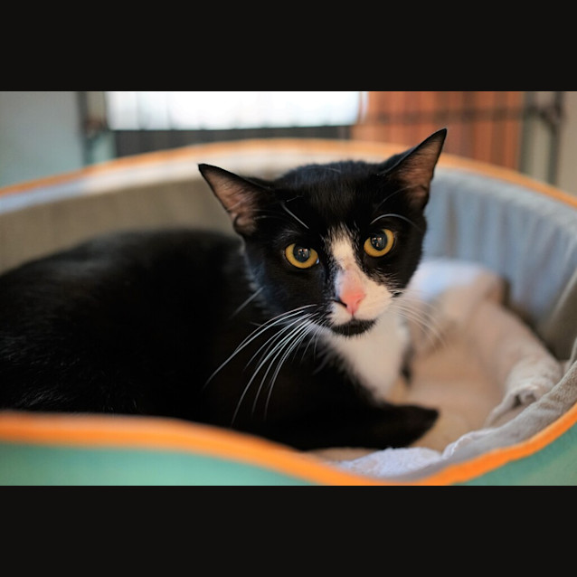 Photo of Ninja