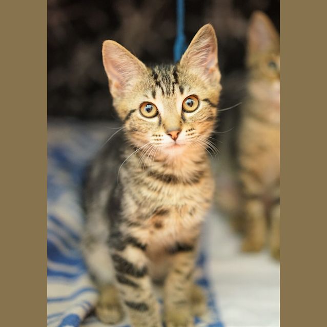 Photo of Oakley
