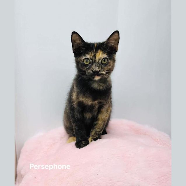 Photo of Persephone