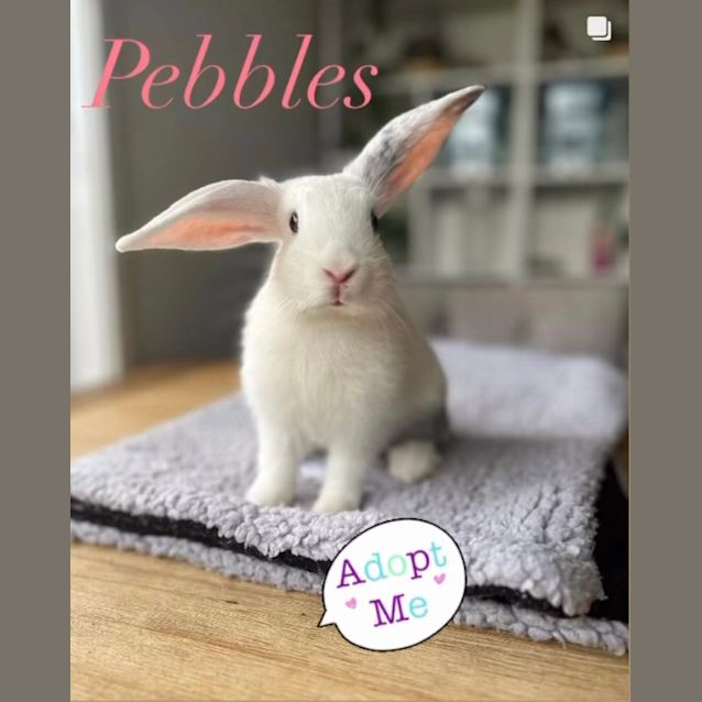 Photo of Pebbles Skye