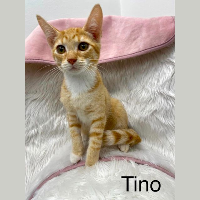 Photo of Tino