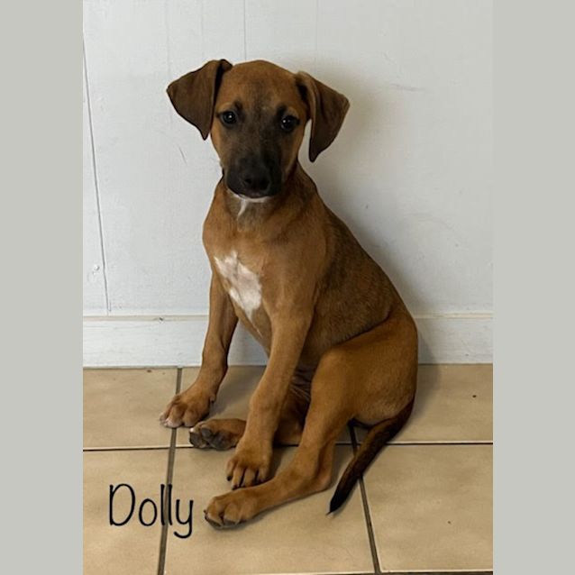 Photo of Dolly