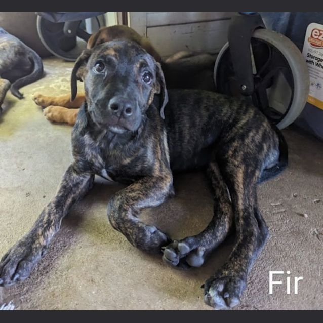 Photo of Fir