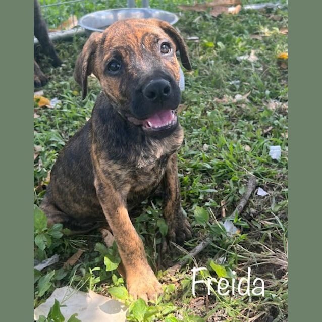 Photo of Freida