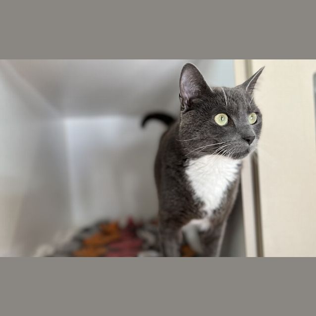 Photo of Blue