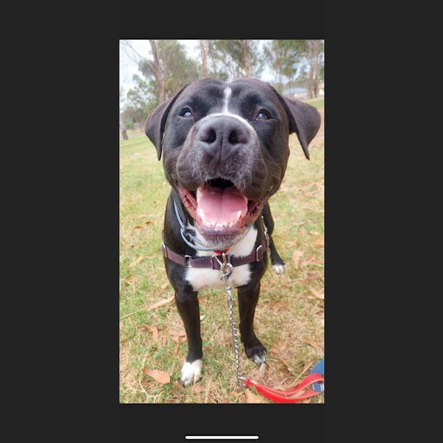 Photo of Stubby 