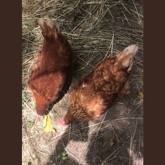 Photo of Blossom And Buttercup
