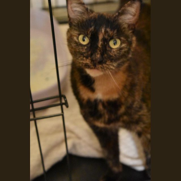 Photo of Stunning Willow