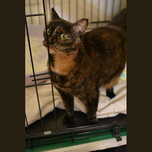 Photo of Stunning Willow
