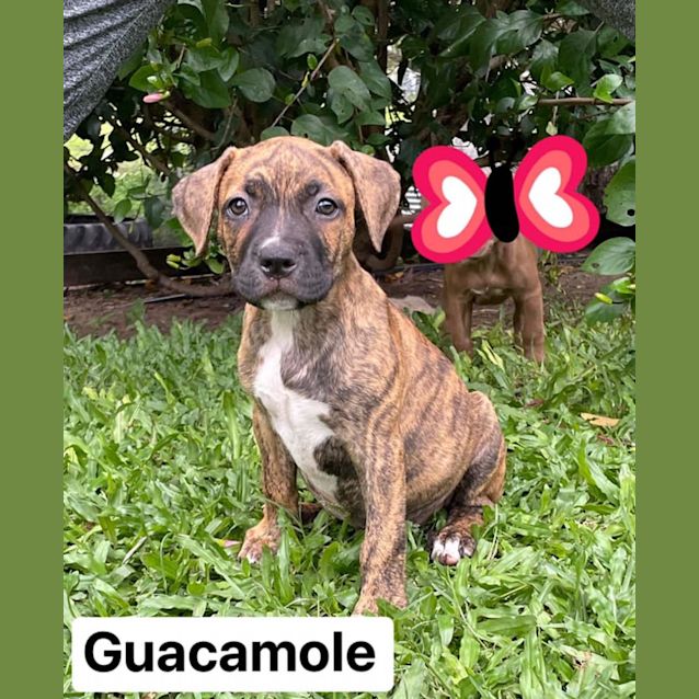 Photo of Guacamole