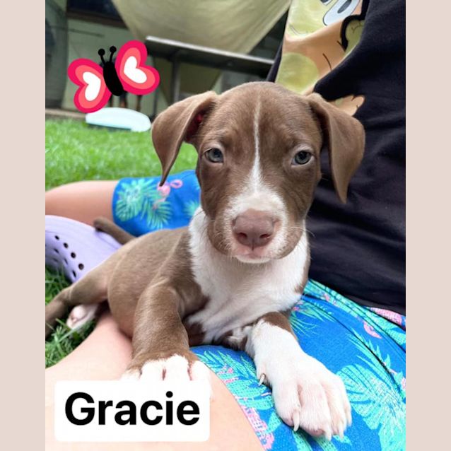 Photo of Gracie