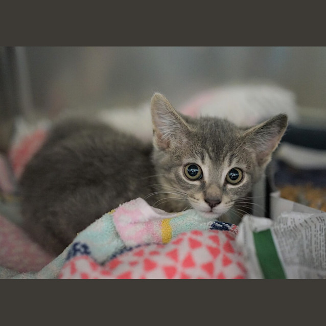 Photo of Whiskey