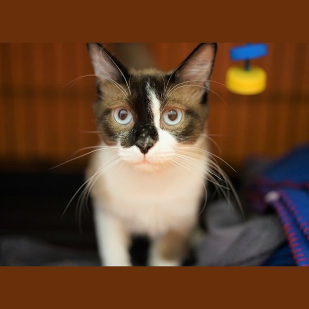 Photo of Presley