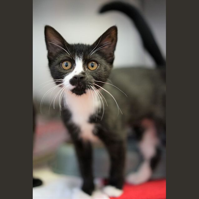 Photo of Opal