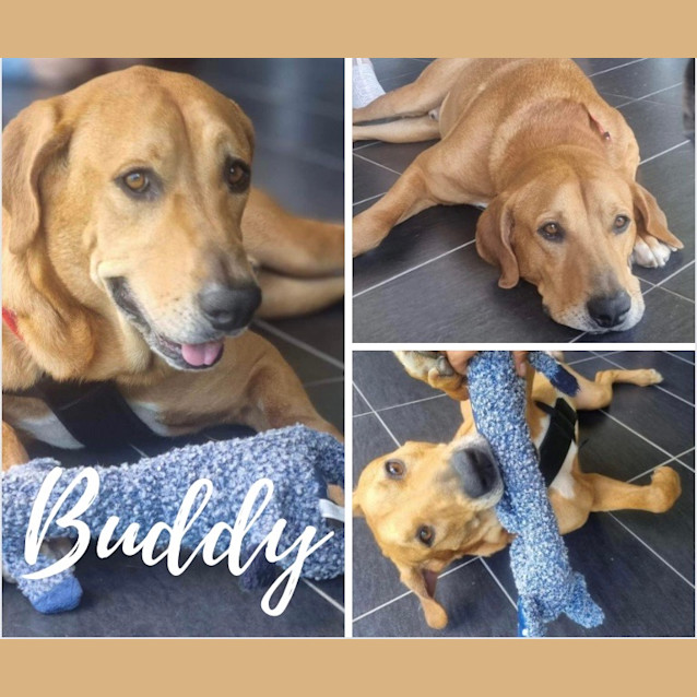 Photo of Buddy