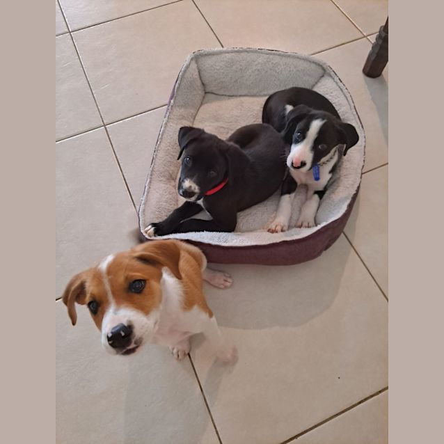 Photo of Winston   9 Week Old Border Collie X (On Trial)