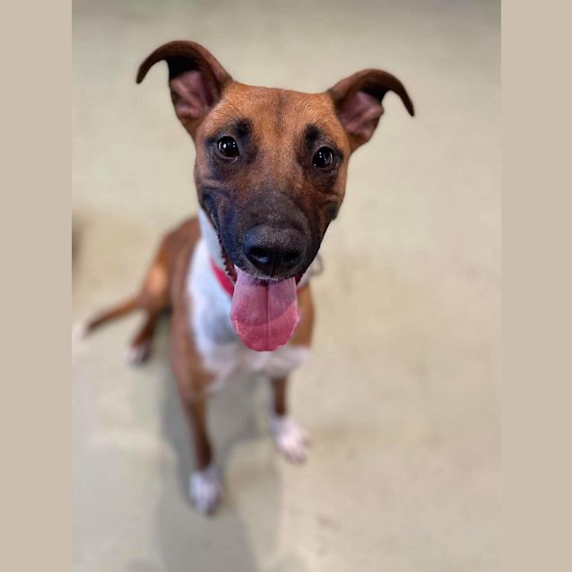 Photo of Josie
