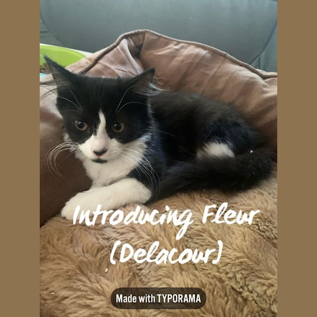 Photo of Fleur **2nd Chance Cat Rescue**