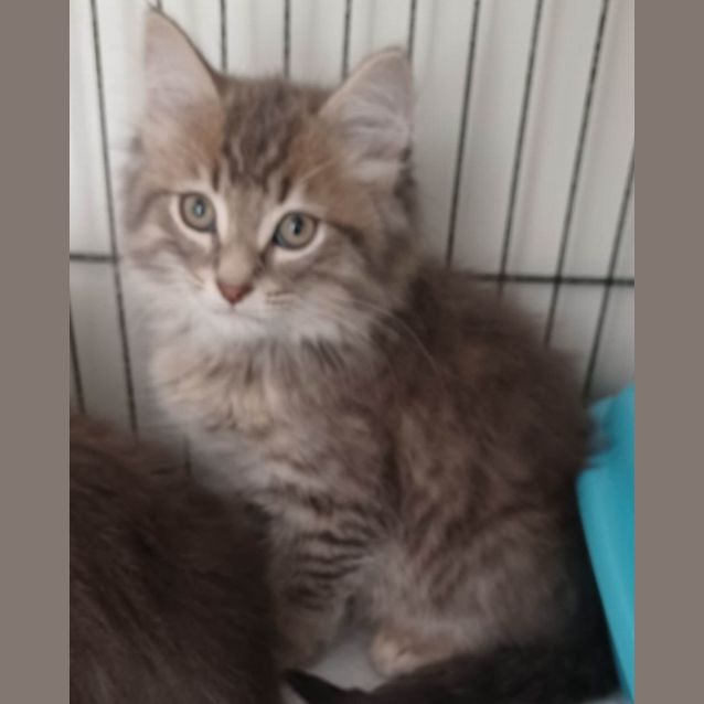 Photo of Medium Haired Male