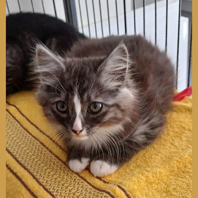 Photo of Medium Haired Male Grey And White
