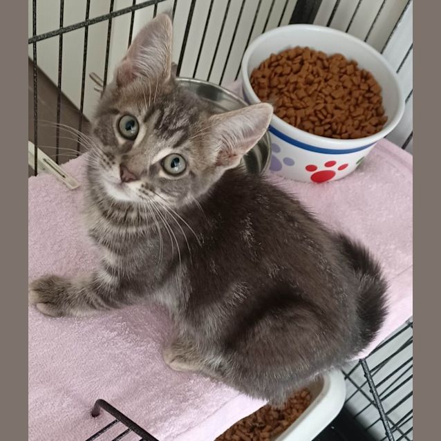 Photo of Light Grey Tabby Boy