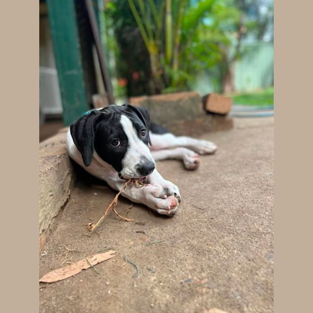 Photo of Jingle