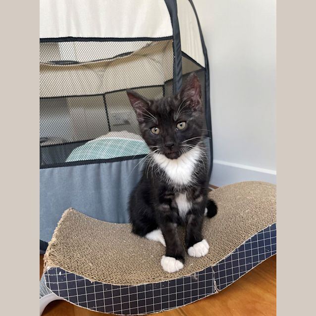 Photo of Dewey   Located In Braybrook