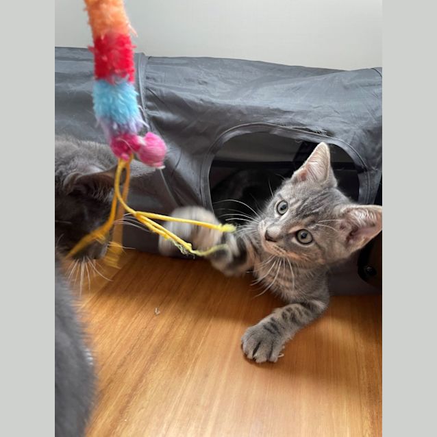 Photo of Huey   Located In Braybrook