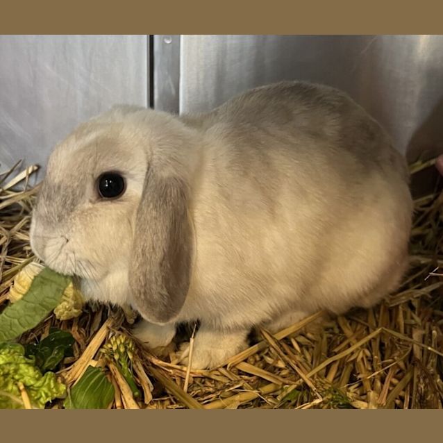 Photo of Violet (Bonded With Aurora)