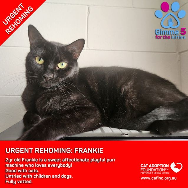 Photo of Frankie Private Rehoming No Charge!