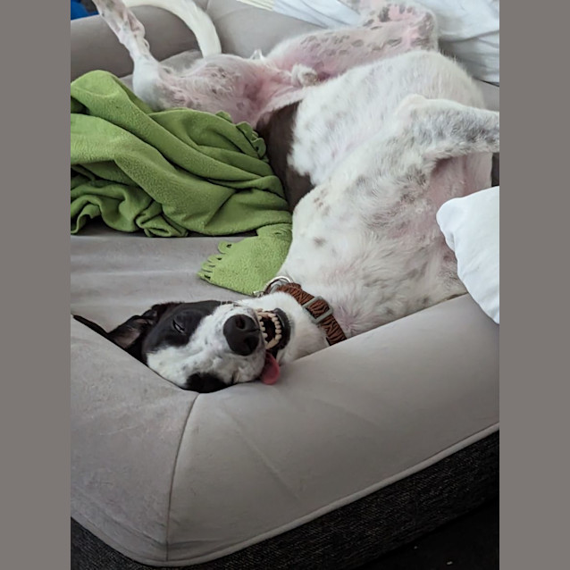 Photo of Charlie