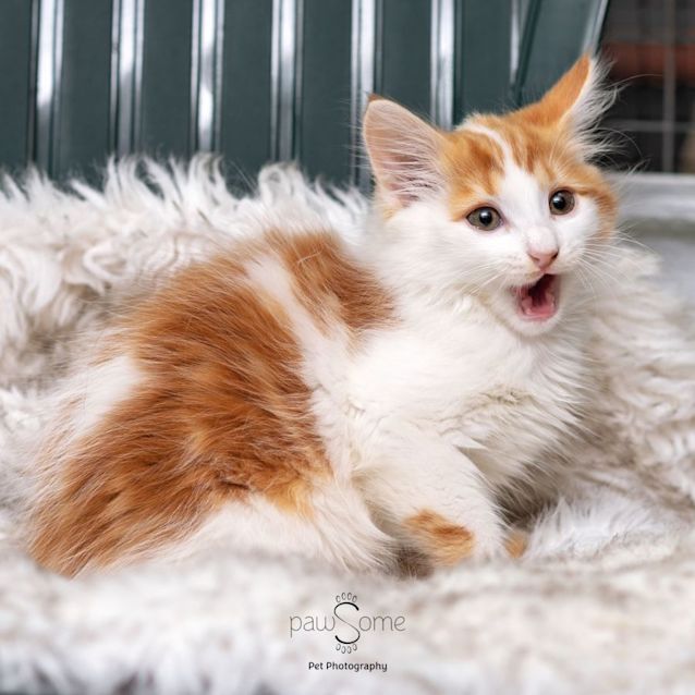 Photo of Armani ** 2nd Chance Cat Rescue **