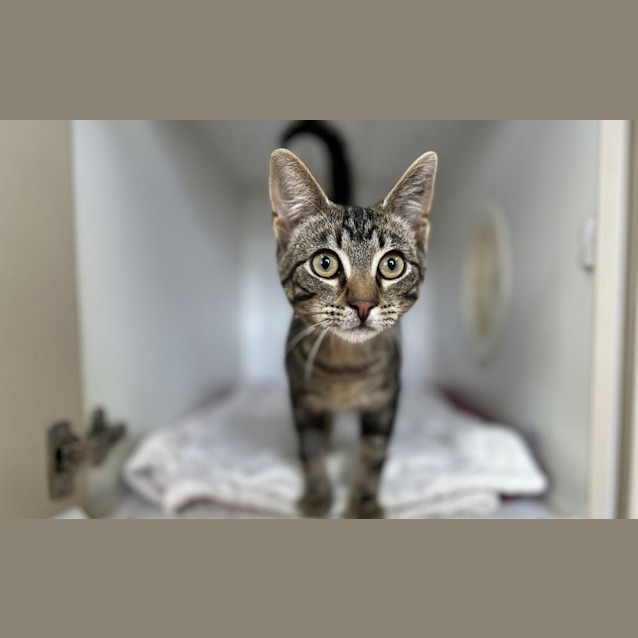 Photo of Finnigan