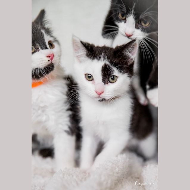 Photo of Marshmellow