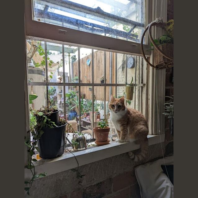 Photo of Peach 