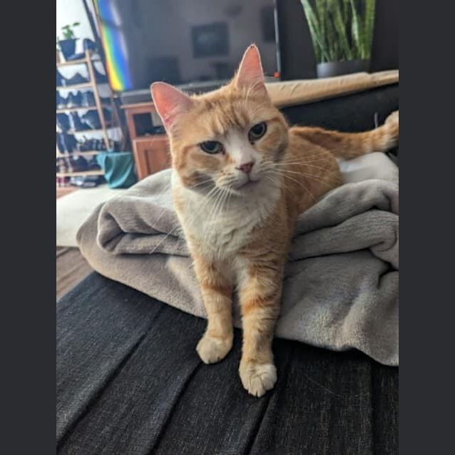 Photo of Peach 