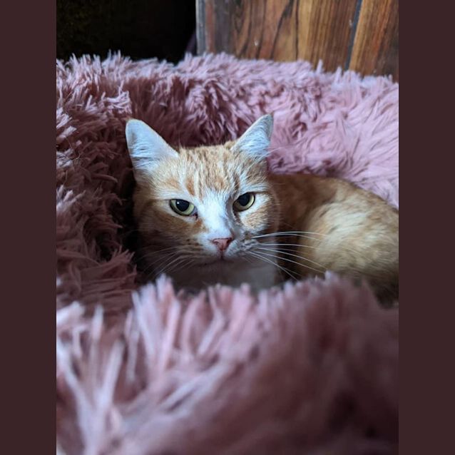 Photo of Peach 
