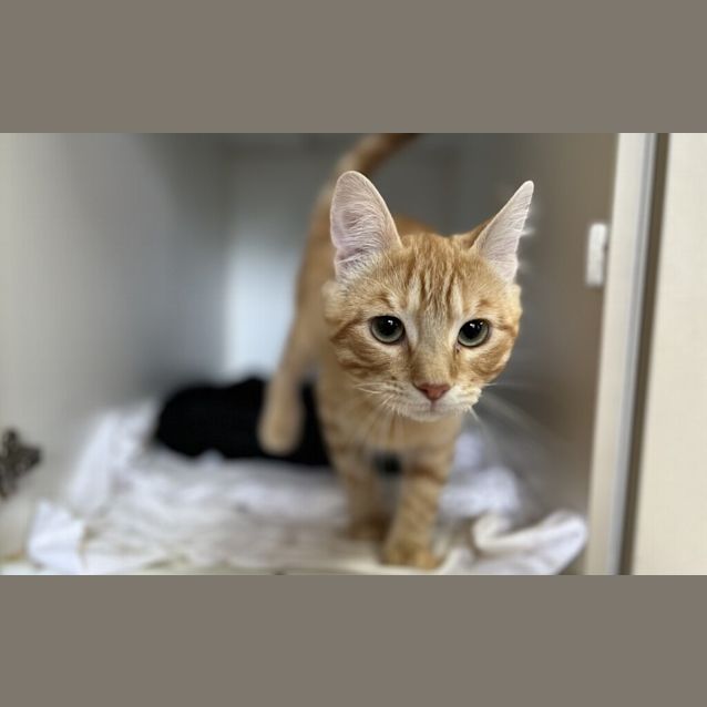Photo of Kiwi
