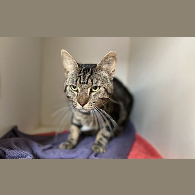 Photo of Tigzy
