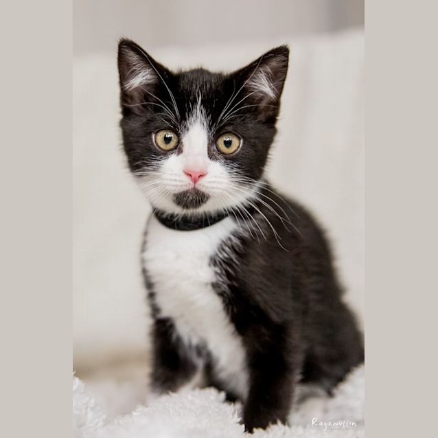 Photo of Ziggy