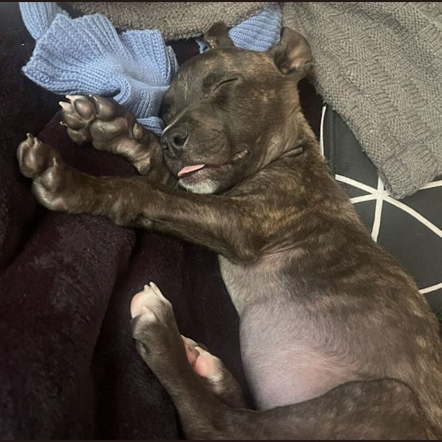 Photo of Pixie