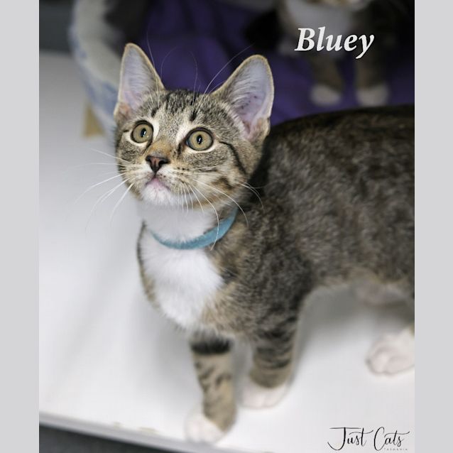 Photo of Bluey