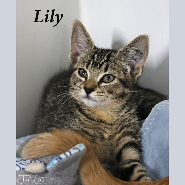 Photo of Lily   Petstock