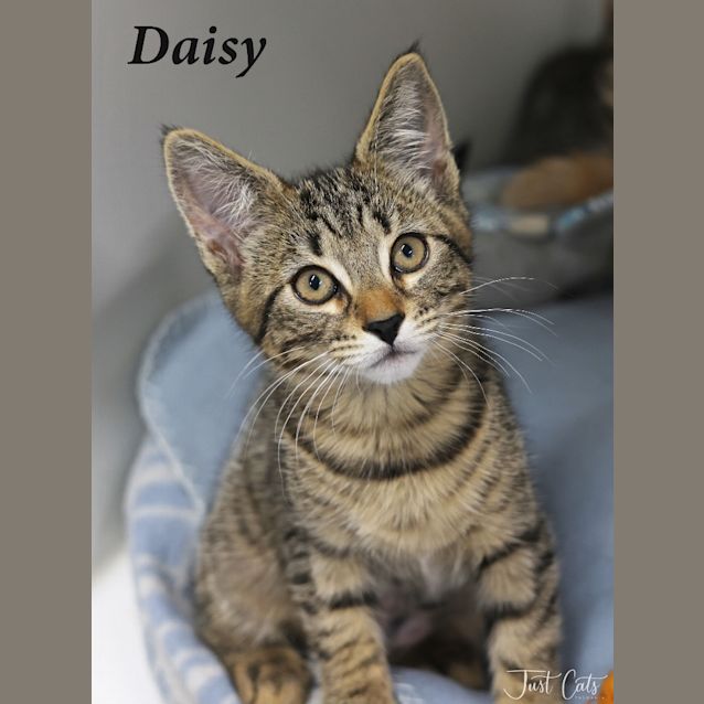 Photo of Daisy