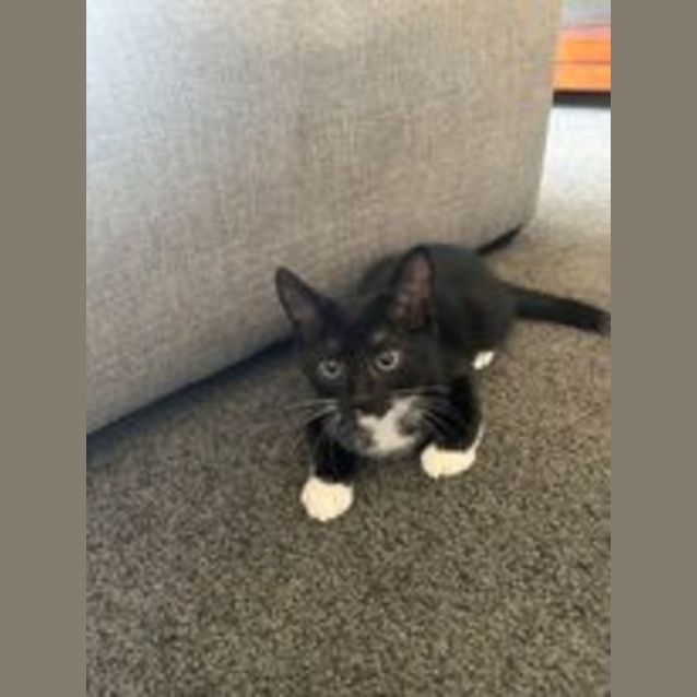 Photo of Oreo**2nd Chance Cat Rescue**