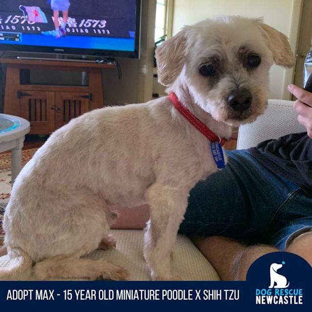 Photo of Max   15 Year Old Miniature Poodle X (On Trial)