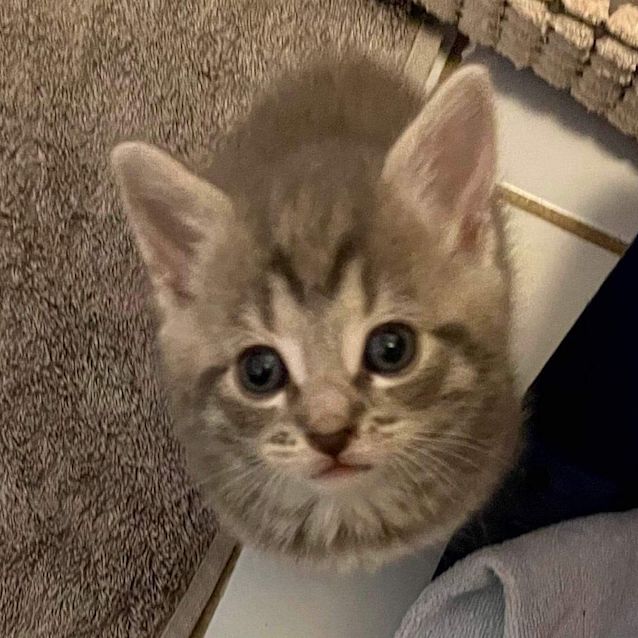 Photo of Smokey