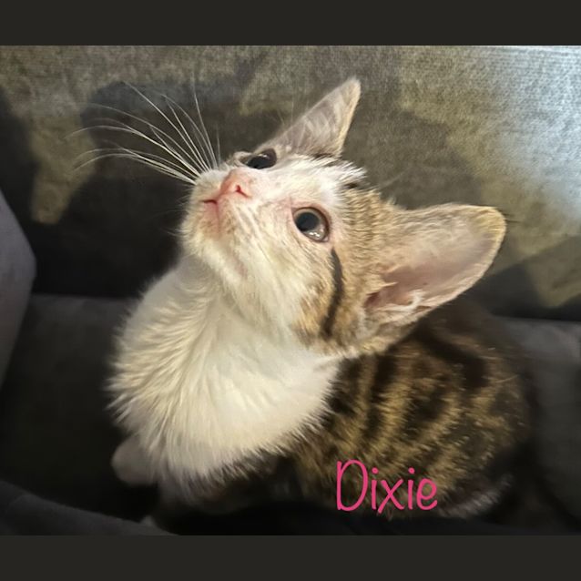 Photo of Dixie
