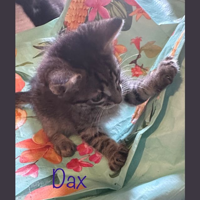 Photo of Dax